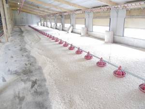 Poultry bedding in Staffordshire