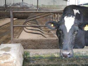 agri-dust animal bedding