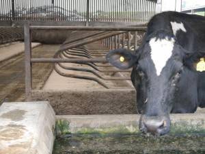 The Best Cubicle Bedding for Cows