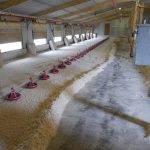 Poultry Bedding