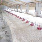 Poultry Bedding