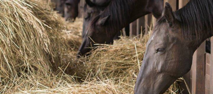 Managing the Heatwave & Your Budget with Our Horse Shavings in Derbyshire