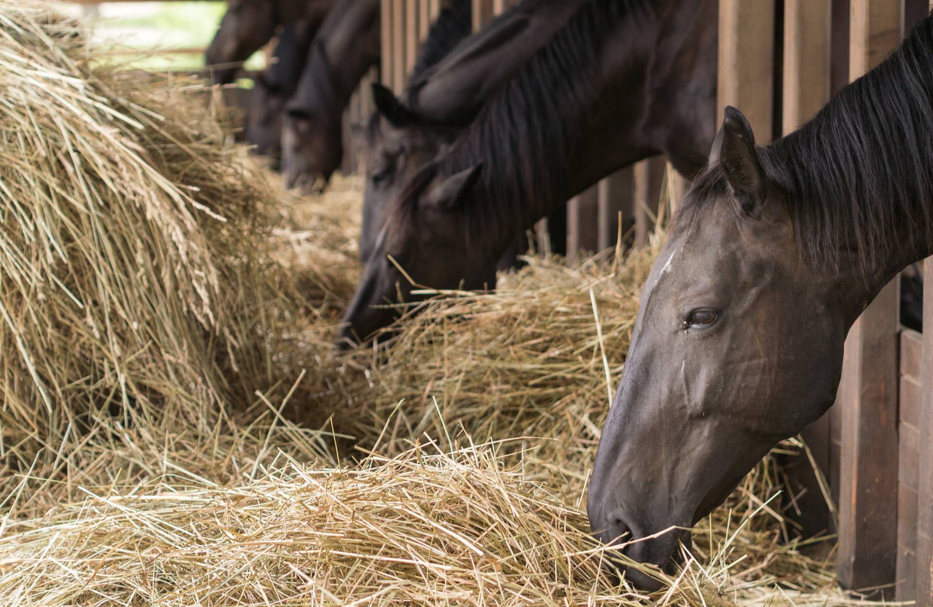 Protect Your Animals This Summer with Our Horse Bedding in Derbyshire