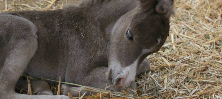 Remain an Optimum Health for Your Show Horses with Our Horse Bedding in Staffordshire