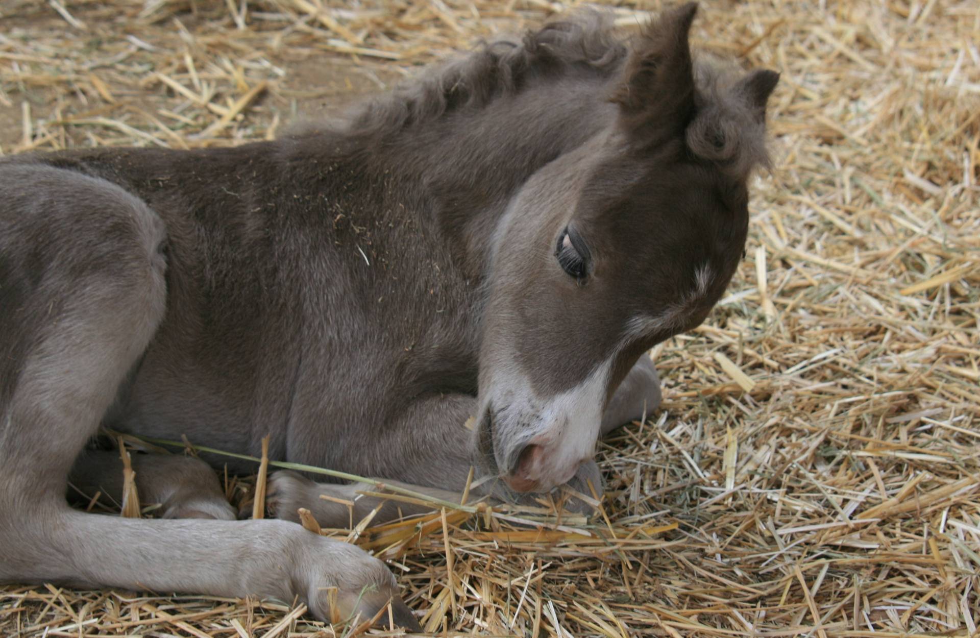 Remain an Optimum Health for Your Show Horses with Our Horse Bedding in Staffordshire