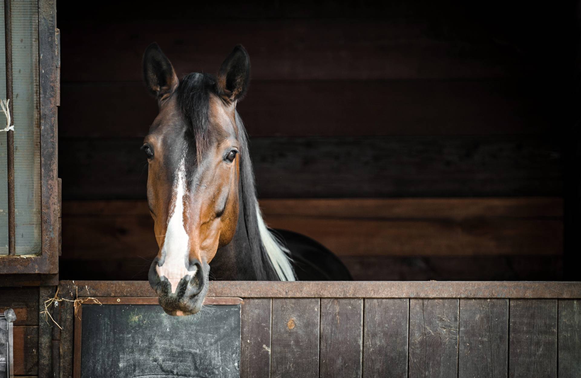 Prepare for Autumn with Our Horse Bedding in Derbyshire