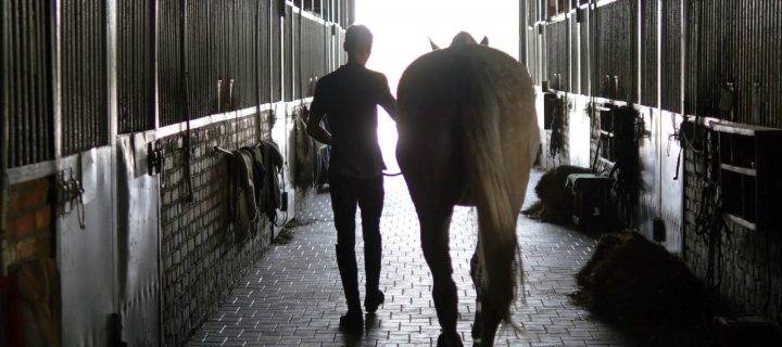 Maintain Warmth in Your Stables with Our Horse Bedding in Staffordshire