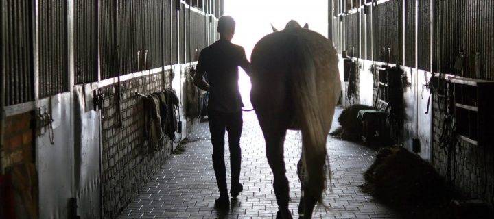 Can shavings be used for horse bedding?