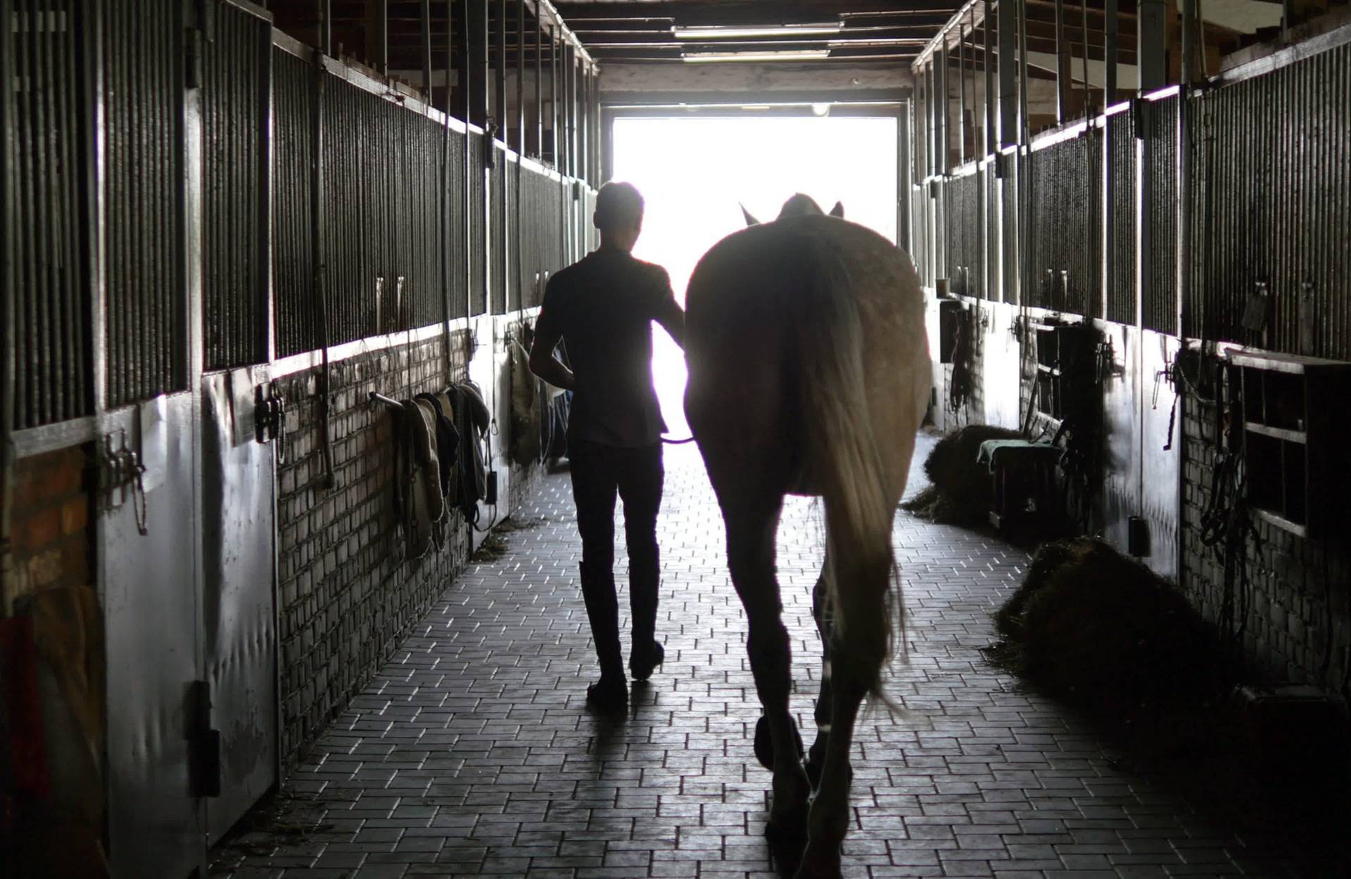 Can shavings be used for horse bedding?