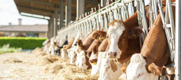 Raising a Glass of Milk to Cubicle Bedding in Gloucestershire