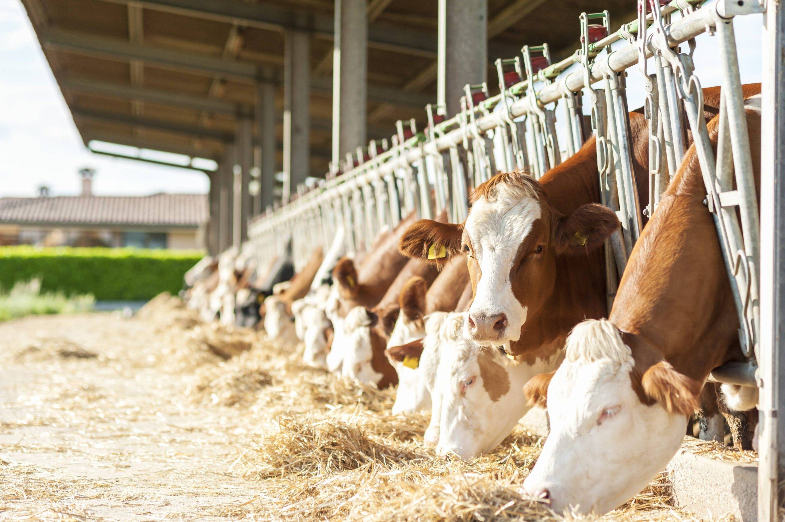 Quality Cubicle Bedding in Nottinghamshire Helps Calves Grow