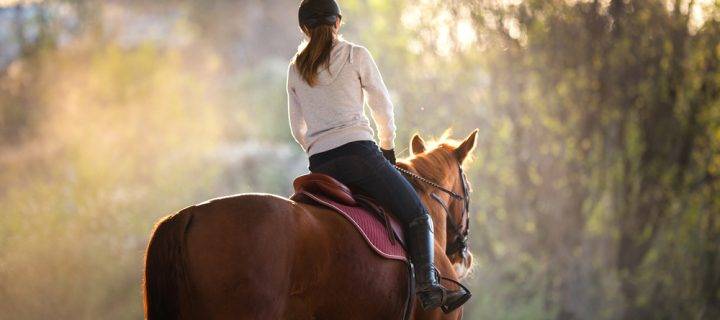 How Equine Bedding Keeps Horses Comfortable in the Summer