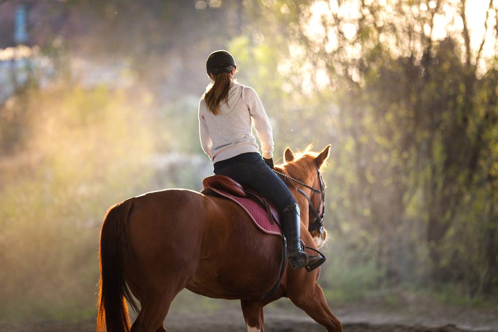 How Equine Bedding Keeps Horses Comfortable in the Summer