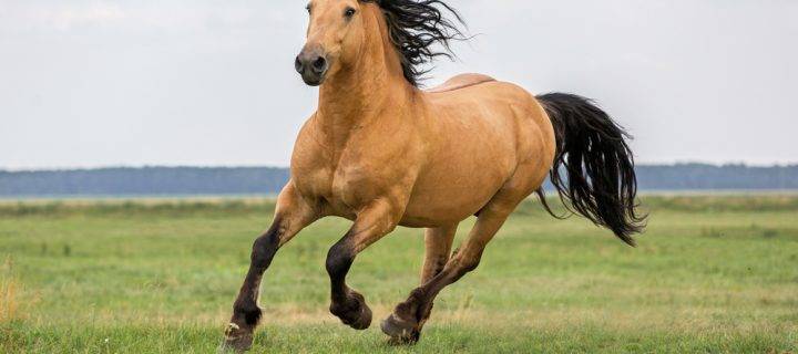 How High Quality Horse Bedding Deals with Allergies