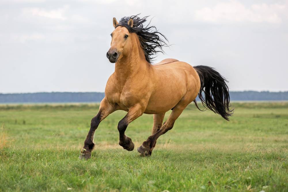 How High Quality Horse Bedding Deals with Allergies