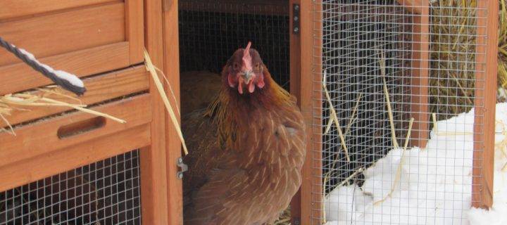 How to Keep Your Chickens Warm this Winter