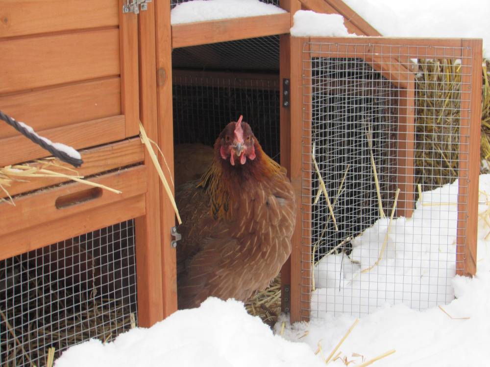 How to Keep Your Chickens Warm this Winter
