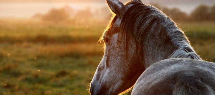 Comparing the Different Types of Equine Bedding