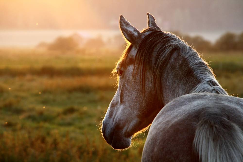 Comparing the Different Types of Equine Bedding