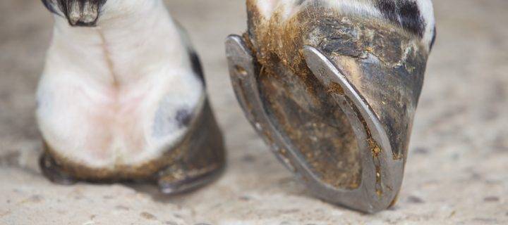 How Innovative Hoofwear Helps Keep Horses Healthy