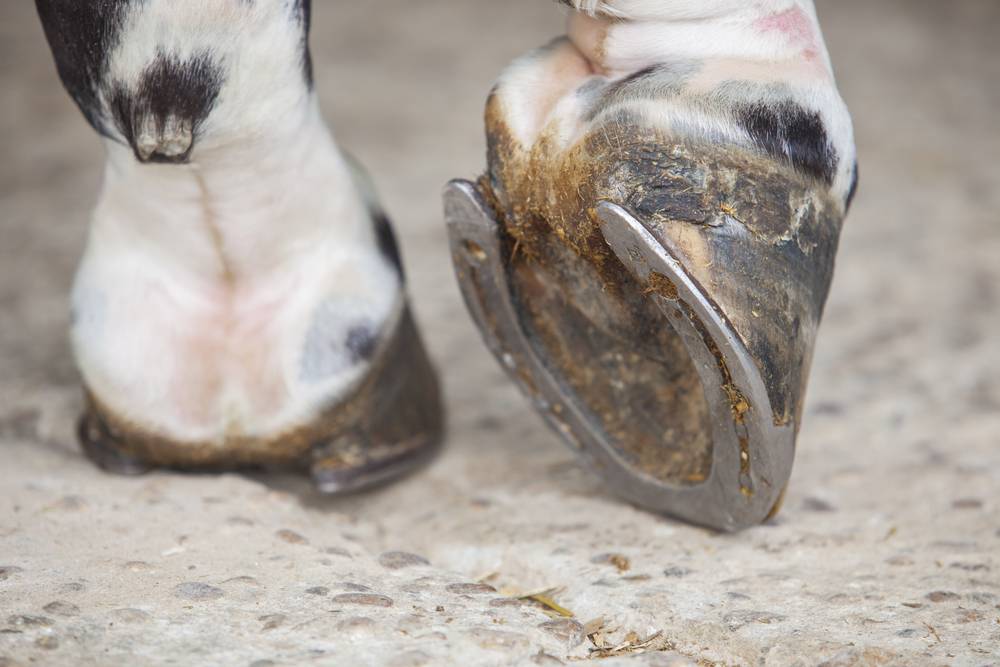 How Innovative Hoofwear Helps Keep Horses Healthy