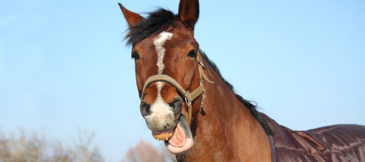 Why shavings are the best kind of horse bedding