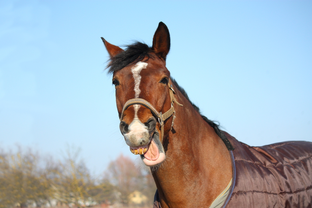 Spotting Health Warnings from Horse Sleep Patterns