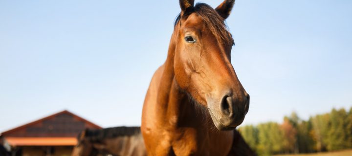 Summer care for your horses