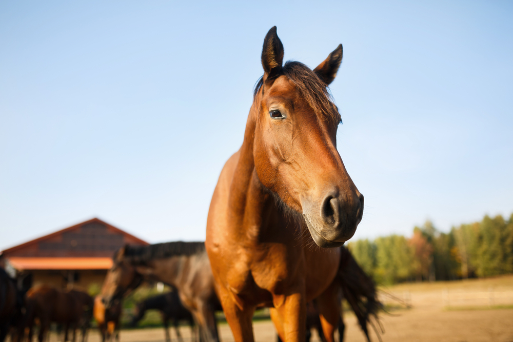 Horse Shavings in Derbyshire For A Range of Stable Types & Purposes