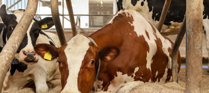 Why Shavings are Great for Cattle Bedding
