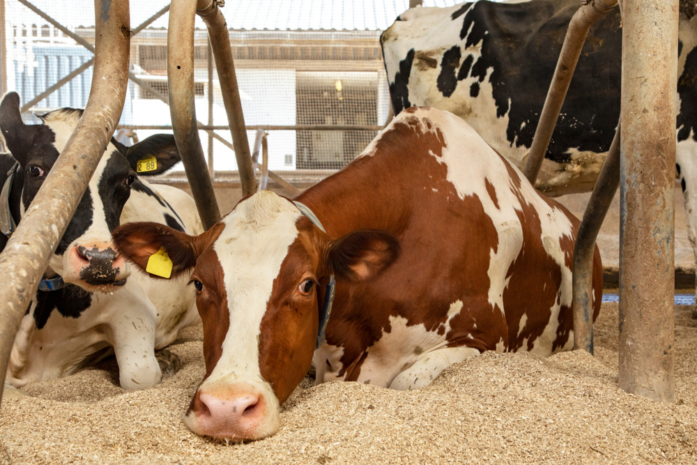 Why Shavings are Great for Cattle Bedding