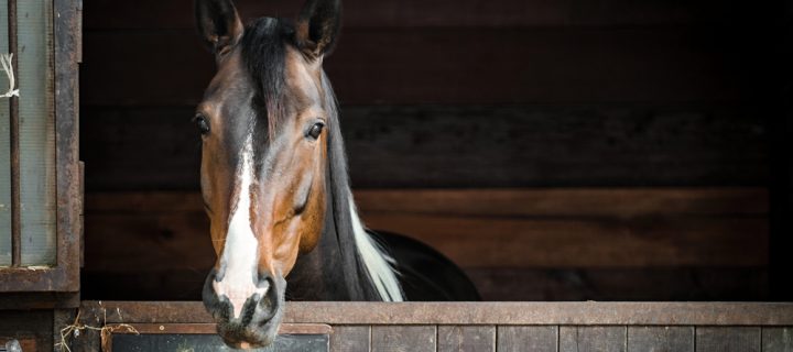 Explaining Stable Management and Equine Bedding