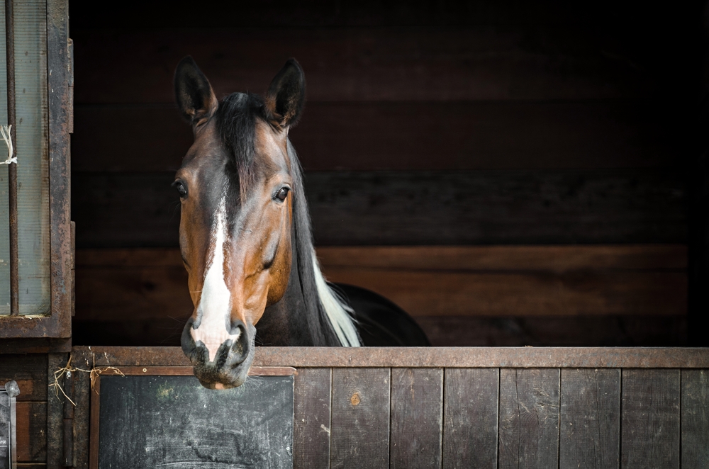 Explaining Stable Management and Equine Bedding