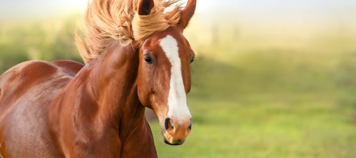 Understanding the Basics of Horse Bedding