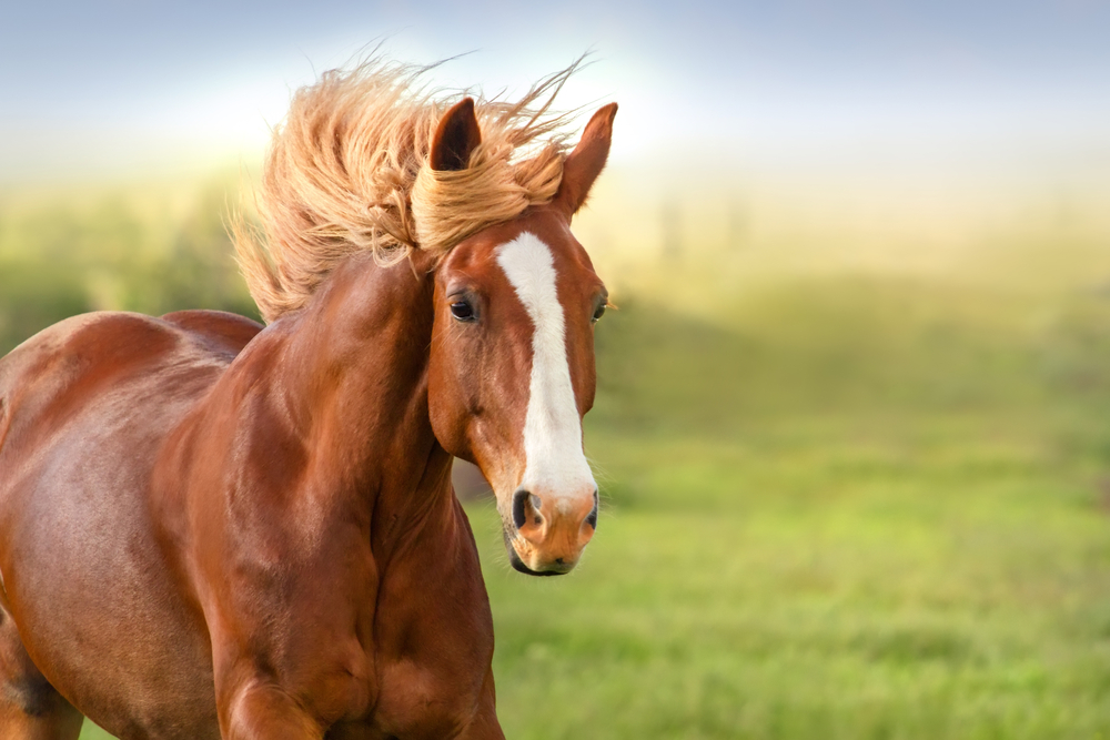 Understanding the Basics of Horse Bedding