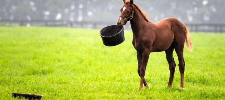 How to Deal With Equine Obesity