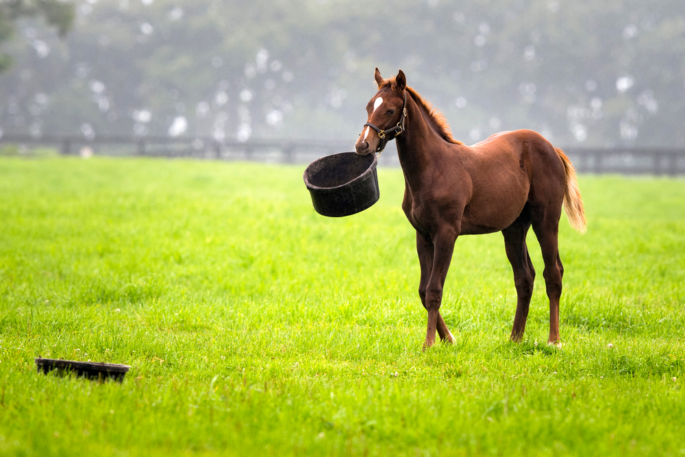 How to Deal With Equine Obesity