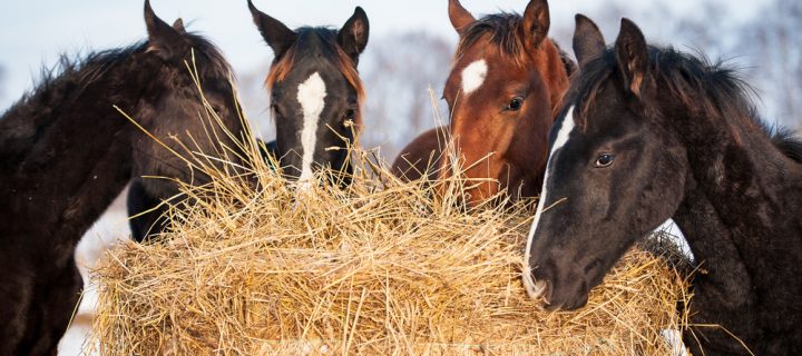 Can I feed my horse hay in the summer?