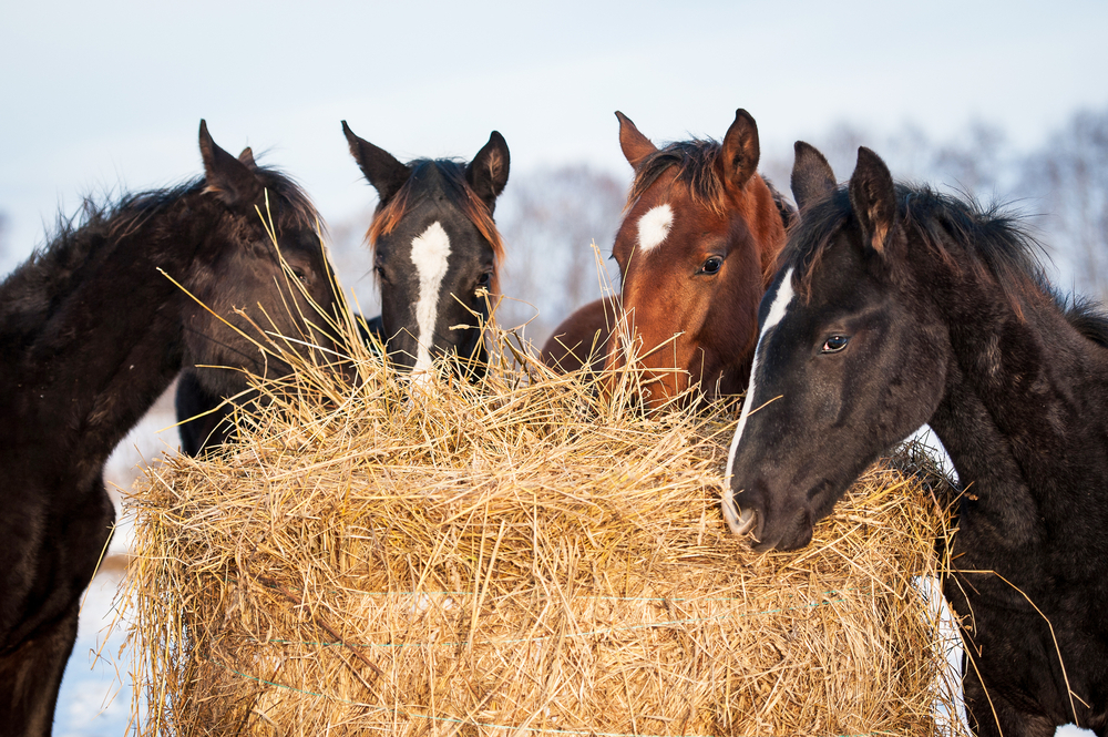 Can I feed my horse hay in the summer?