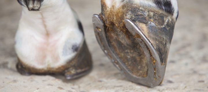 Your Cleaning Guide for Horses Hooves