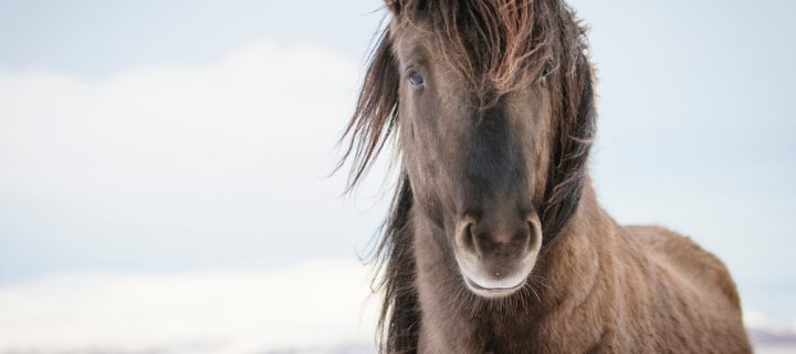 How Equine Bedding Helps Horses During Winter