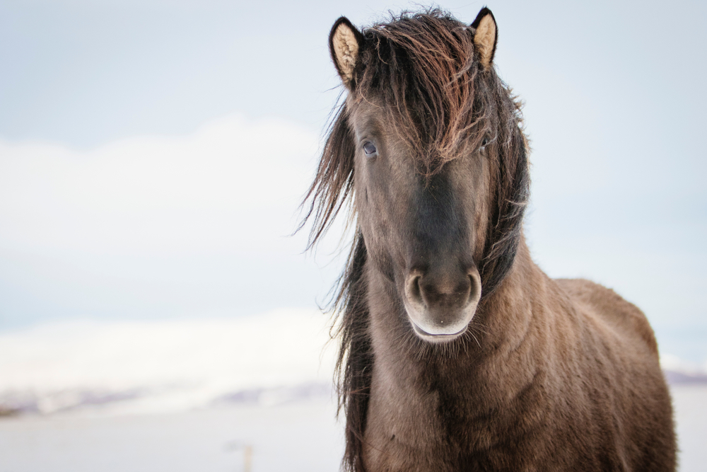 How Equine Bedding Helps Horses During Winter