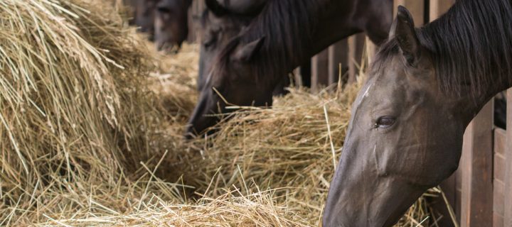 Do You Need Horse Bedding in Derbyshire?