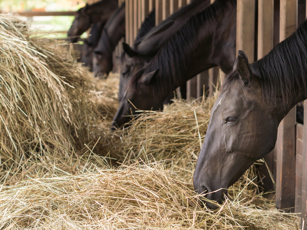 Do You Need Horse Bedding in Derbyshire?