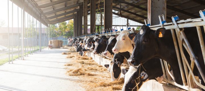 Controlling Your Cows Weight Ready In The Spring