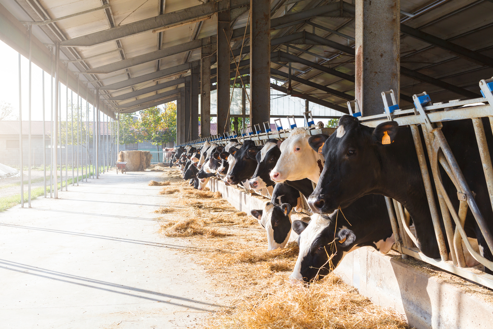 Controlling Your Cows Weight Ready In The Spring