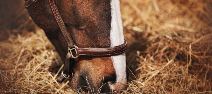 Stopping Your Horse From Eating Their Shavings Or Sawdust