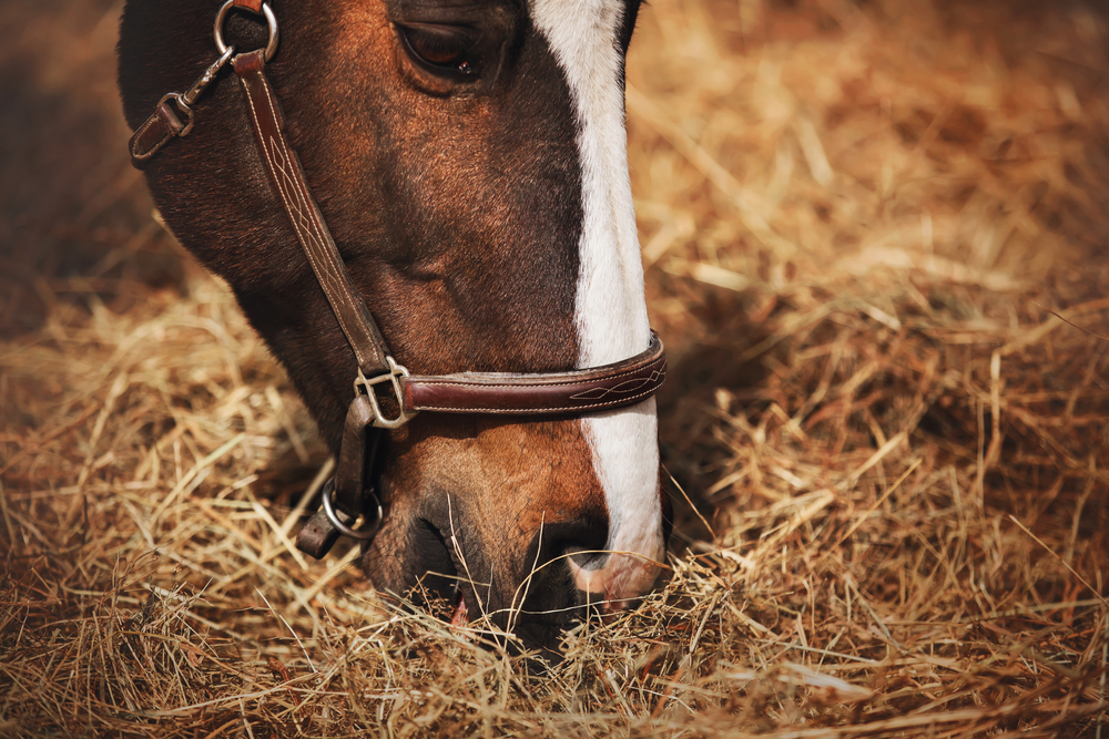 Stopping Your Horse From Eating Their Shavings Or Sawdust