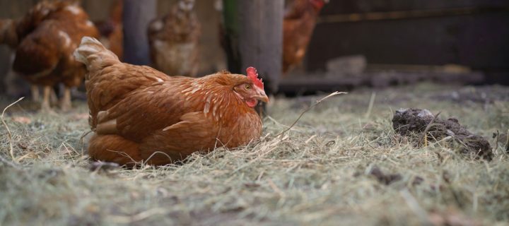Do You Require Poultry Bedding In Staffordshire?