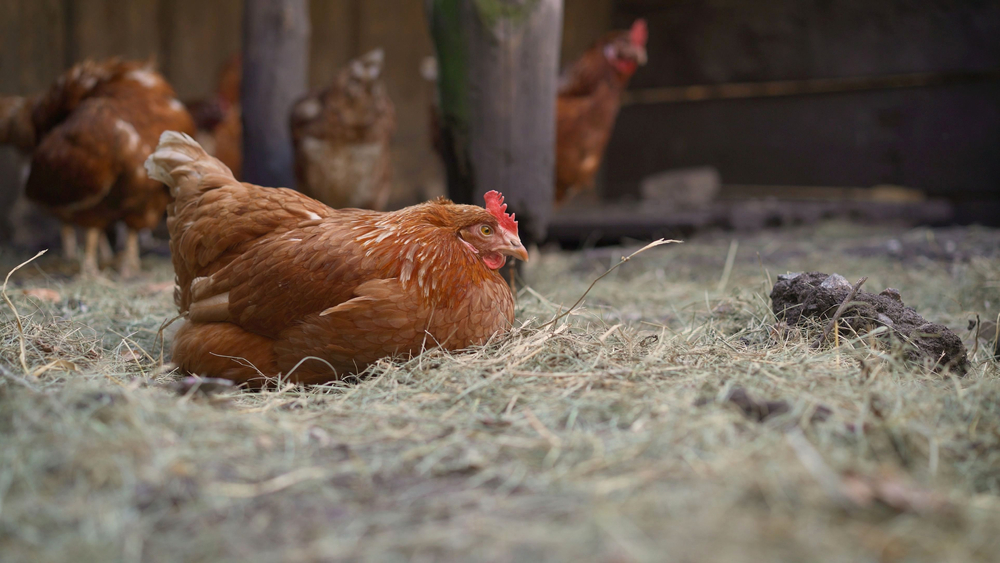 Do You Require Poultry Bedding In Staffordshire?